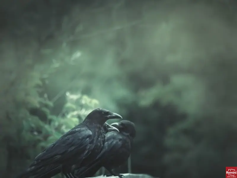 How To Take Dark & Moody Photos 6 crow in dark photography