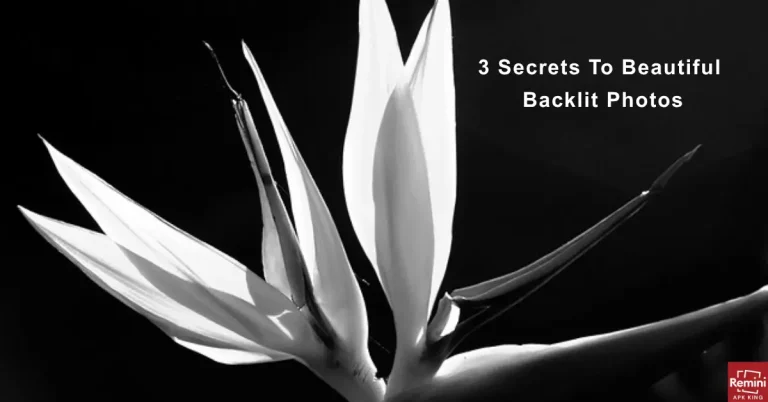 3 Secrets To Beautiful Backlit Photos