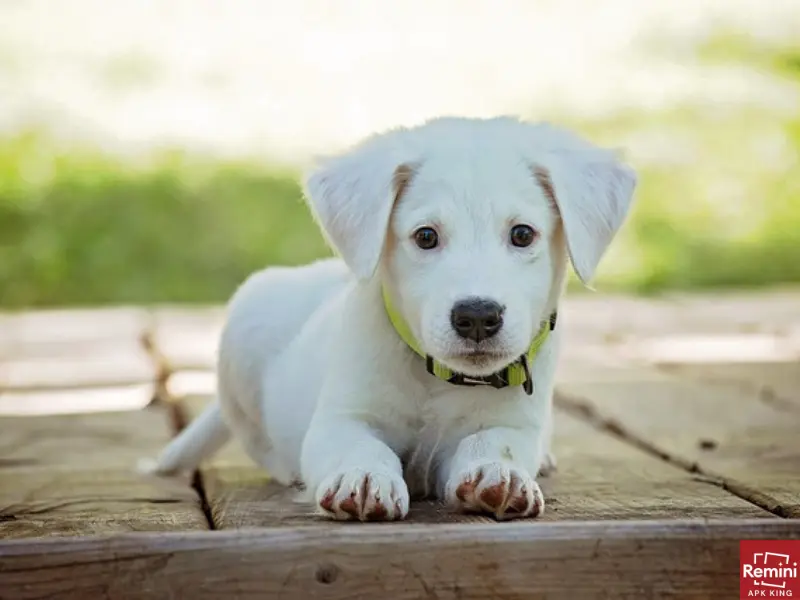 How To Take Beautiful Portraits Of Your Pets 1 Beautiful puppy