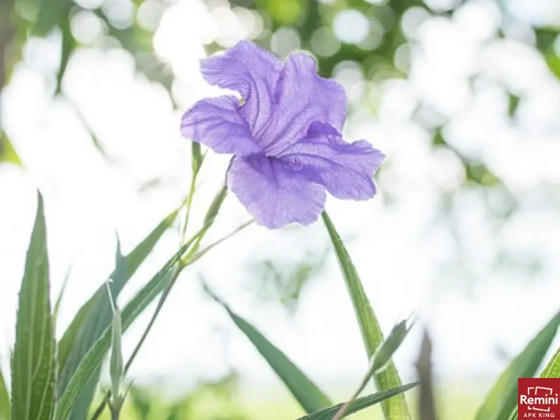 3 Secrets To Beautiful Backlit Photos 3 Blue flower with backlit