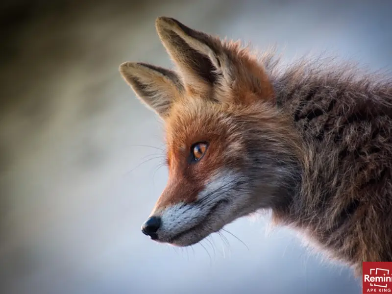6 Reasons Why You're Getting Blurry Photos 5 Focus Properly