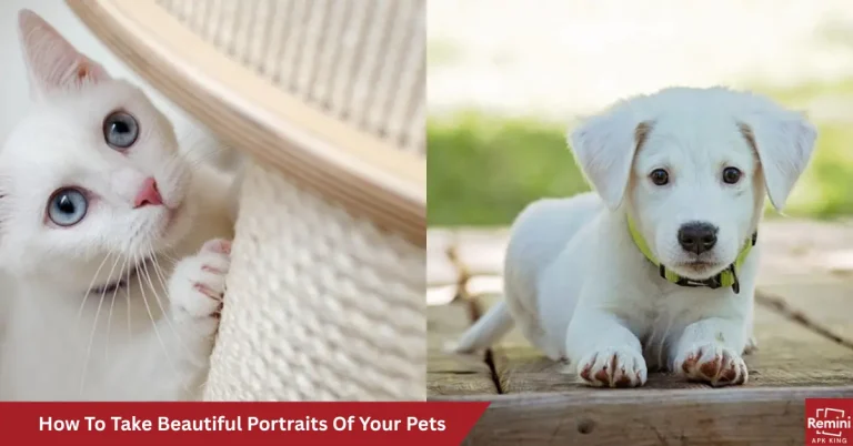 How To Take Beautiful Portraits Of Your Pets