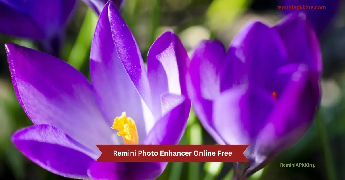 Remini Photo Enhancer Online Free