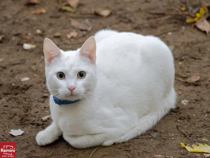 How To Take Beautiful Portraits Of Your Pets 8 White cat on earth