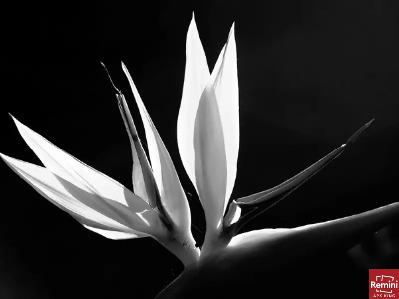 3 Secrets To Beautiful Backlit Photos 1 White flower with black background
