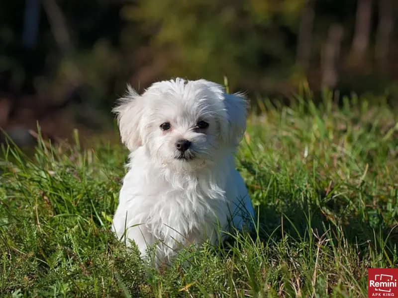 How To Take Beautiful Portraits Of Your Pets 11 White small puppy at lawn