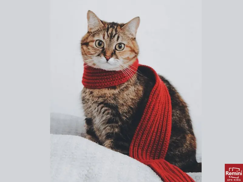 How To Take Beautiful Portraits Of Your Pets 2 cat with muffler