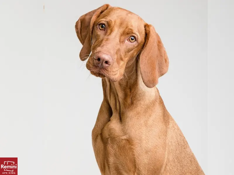 How To Take Beautiful Portraits Of Your Pets 3 dog facing at front
