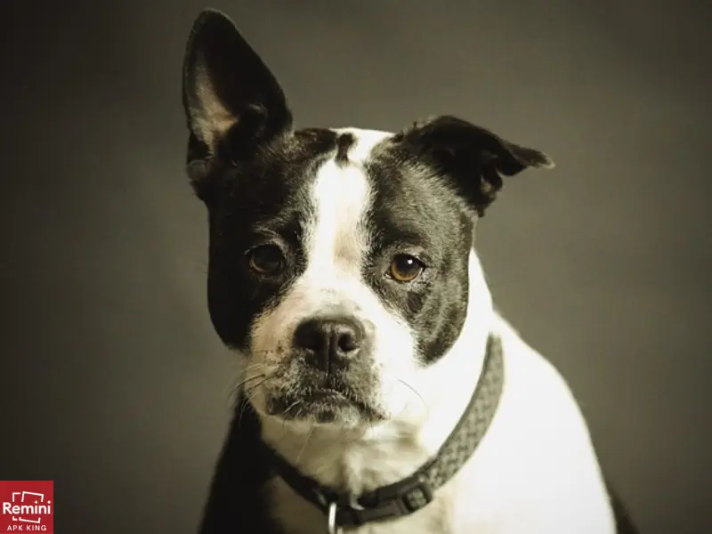 How To Take Beautiful Portraits Of Your Pets 4 dog with one ear down