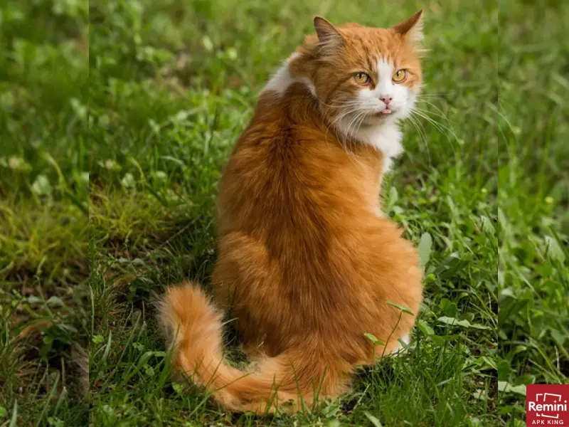 How To Take Beautiful Portraits Of Your Pets 9 golden cat at lawn