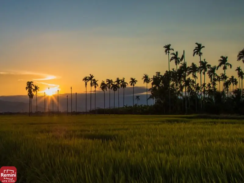 Tips for Stunning Sunset Photos 10 sunset at palm trees