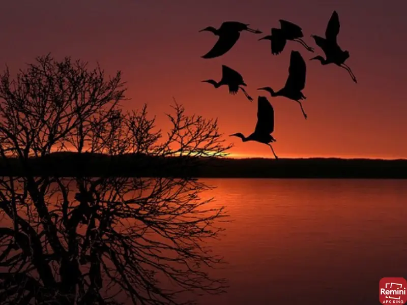 Tips for Stunning Sunset Photos 12 sunset with seagull