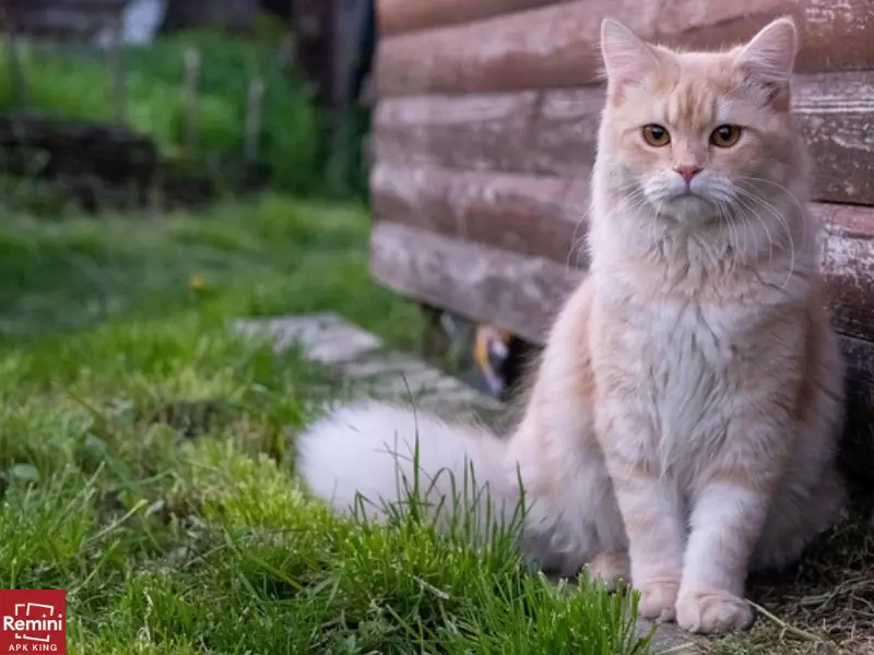 How To Take Beautiful Portraits Of Your Pets 7 white and golden specious cat at lawn
