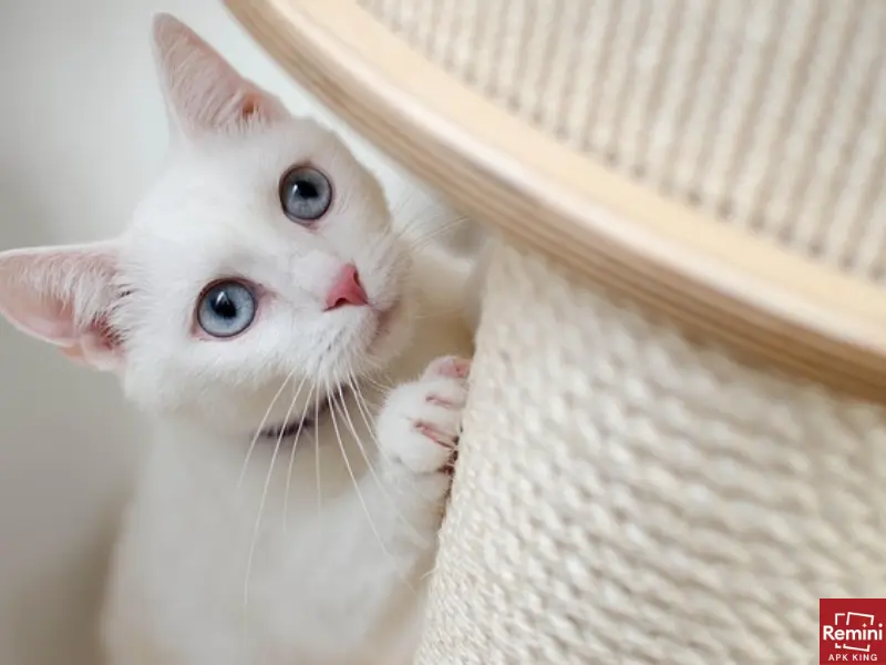 How To Take Beautiful Portraits Of Your Pets 10 white cat under sofa